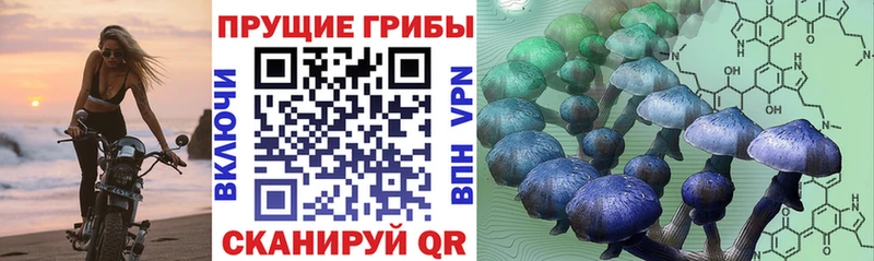 гидра вход  Туран  Галлюциногенные грибы Psilocybe 